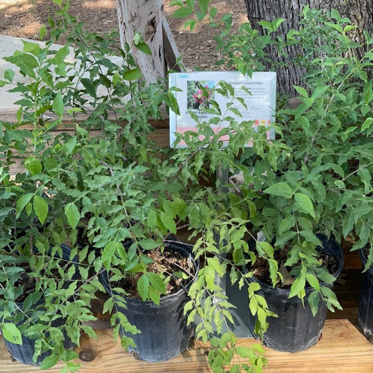 Dwarf Barbados Cherry - Native Gardeners