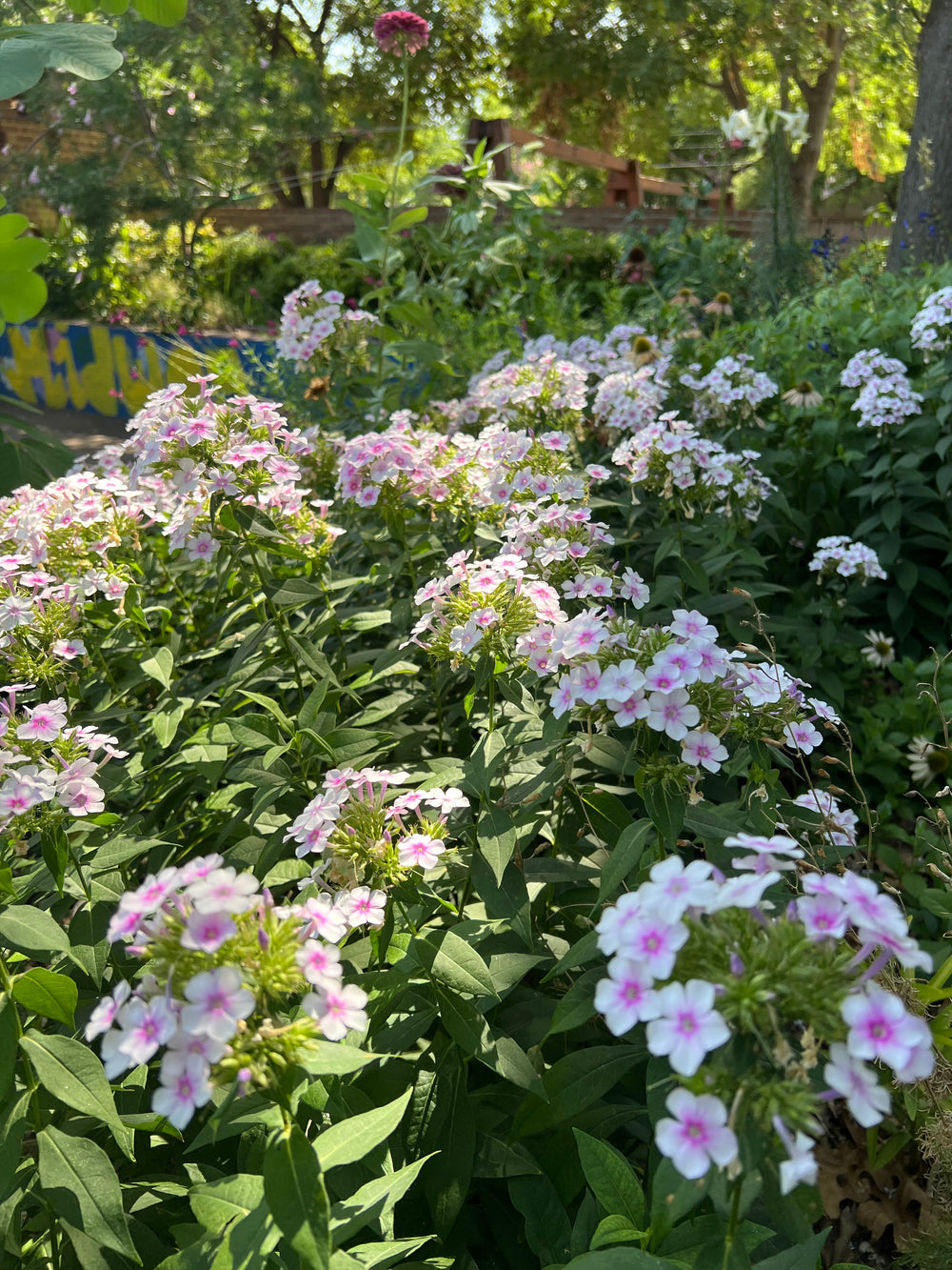 Garden Phlox 'John Fanick' - Native Gardeners