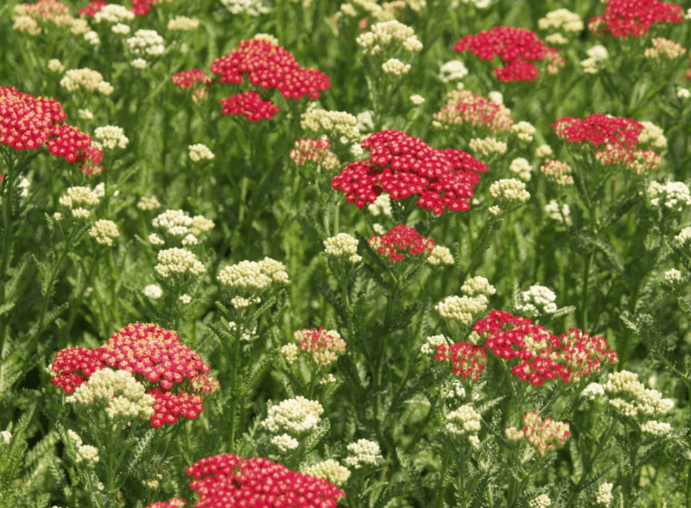 Yarrow 'Red' - Native Gardeners