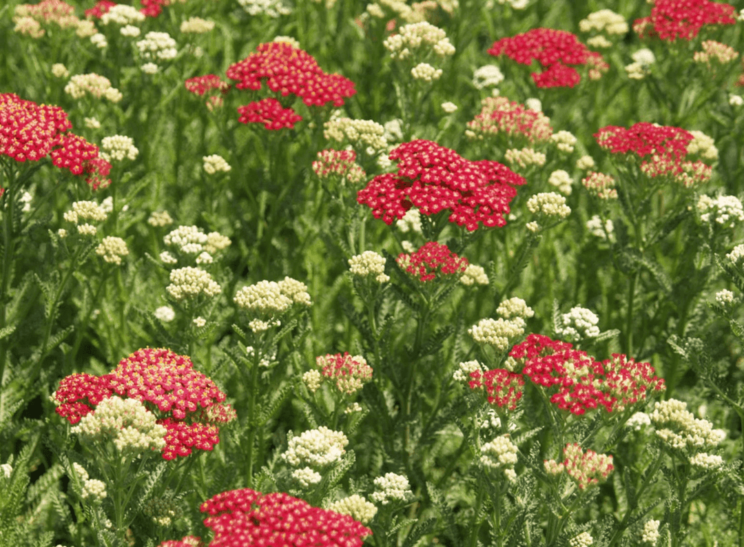 Yarrow 'Red' - Native Gardeners