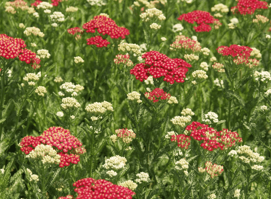 Yarrow 'Red' - Native Gardeners