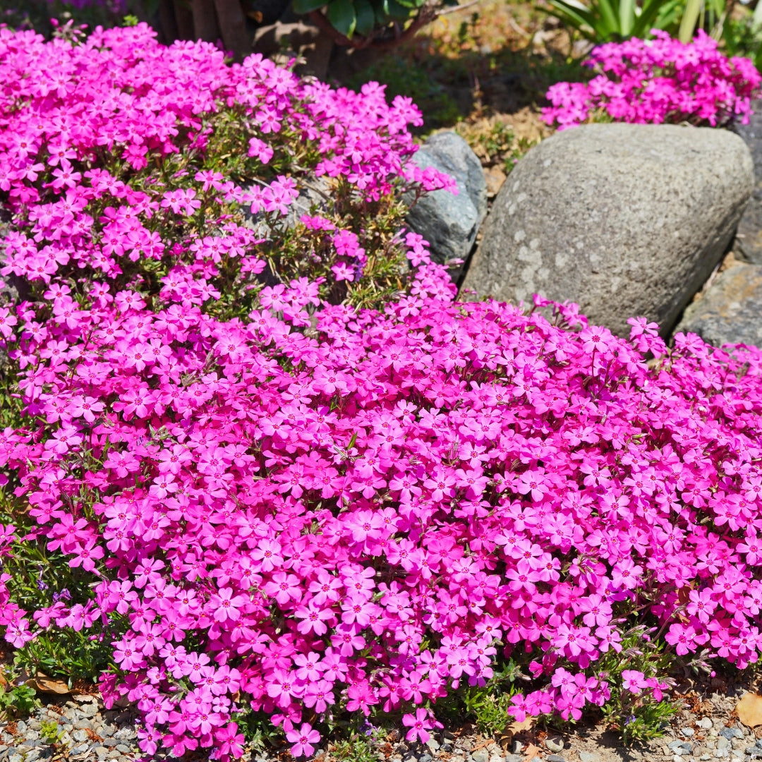 Creeping Moss Phlox 'Drummond's Pink' - Native Gardeners