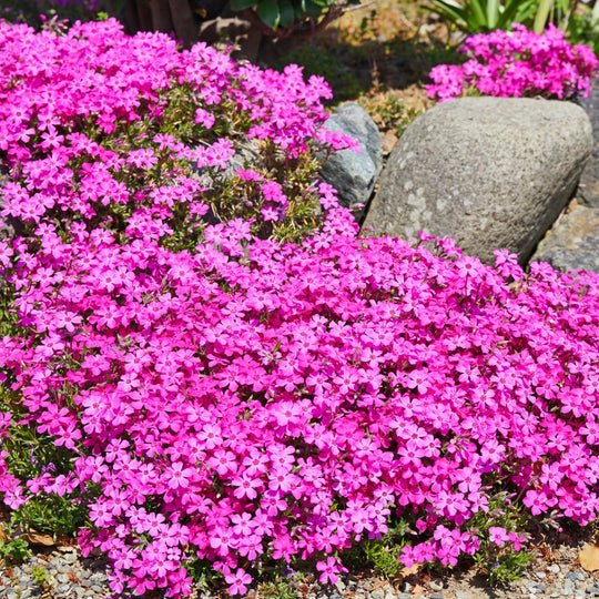 Creeping Moss Phlox 'Drummond's Pink' - Native Gardeners