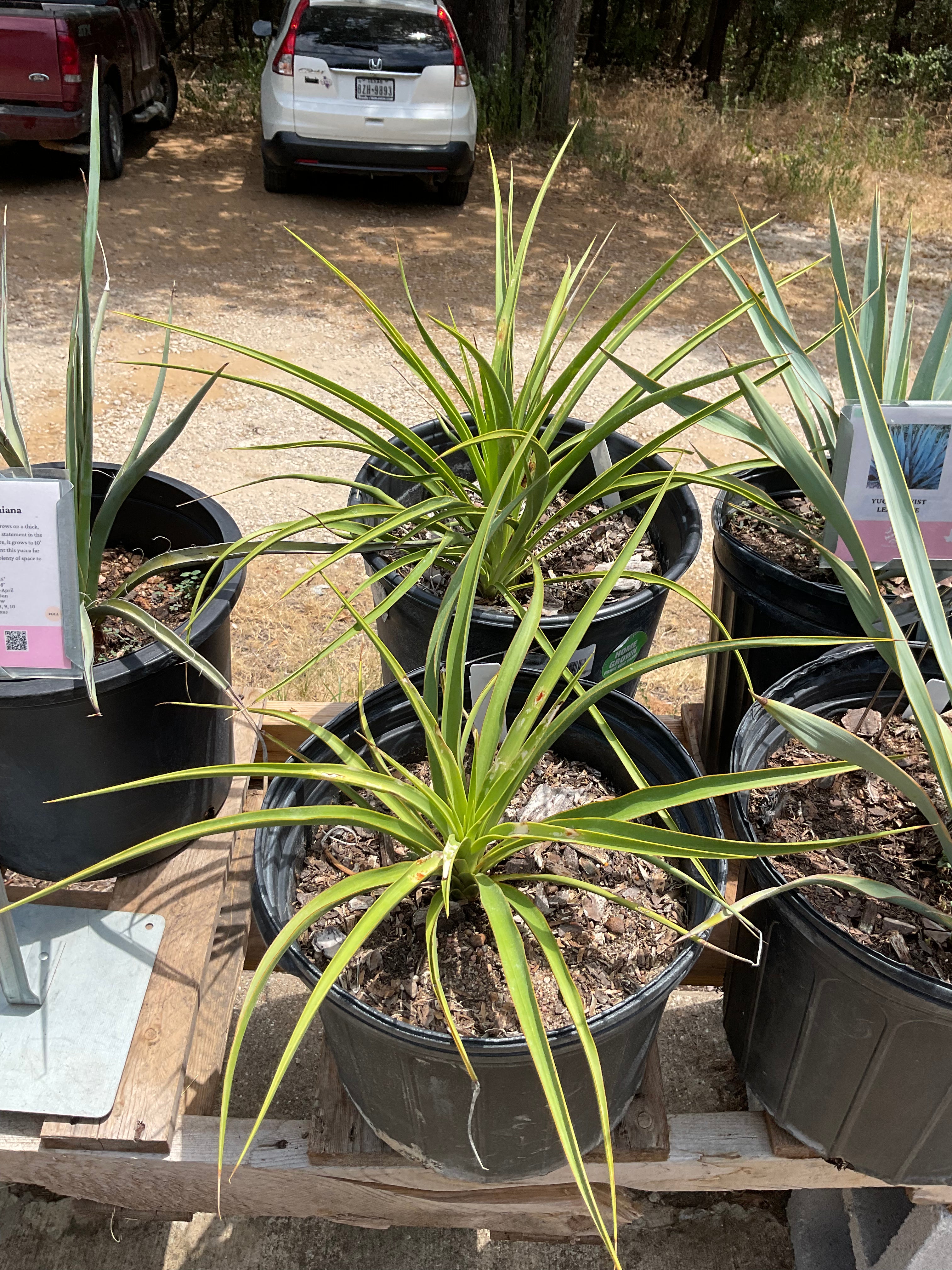 Yucca 'Twist Leaf' Green