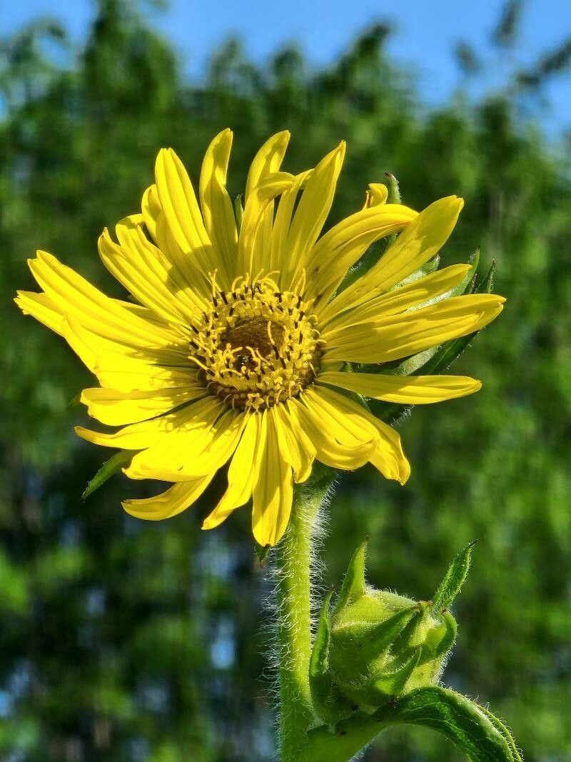 Compass Plant - Native Gardeners