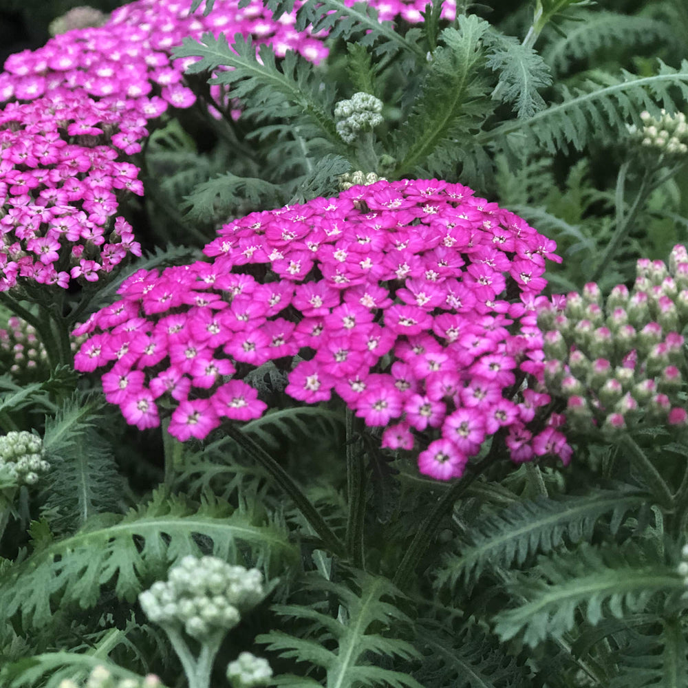 Yarrow 'New Vintage Violet'