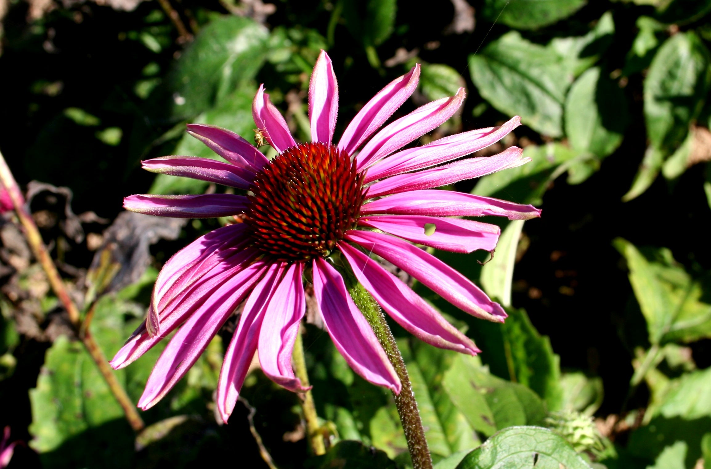 Narrow-leaved Coneflower - Native Gardeners
