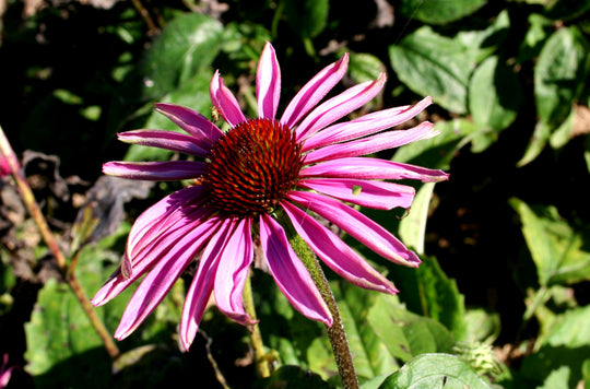 Narrow-leaved Coneflower - Native Gardeners