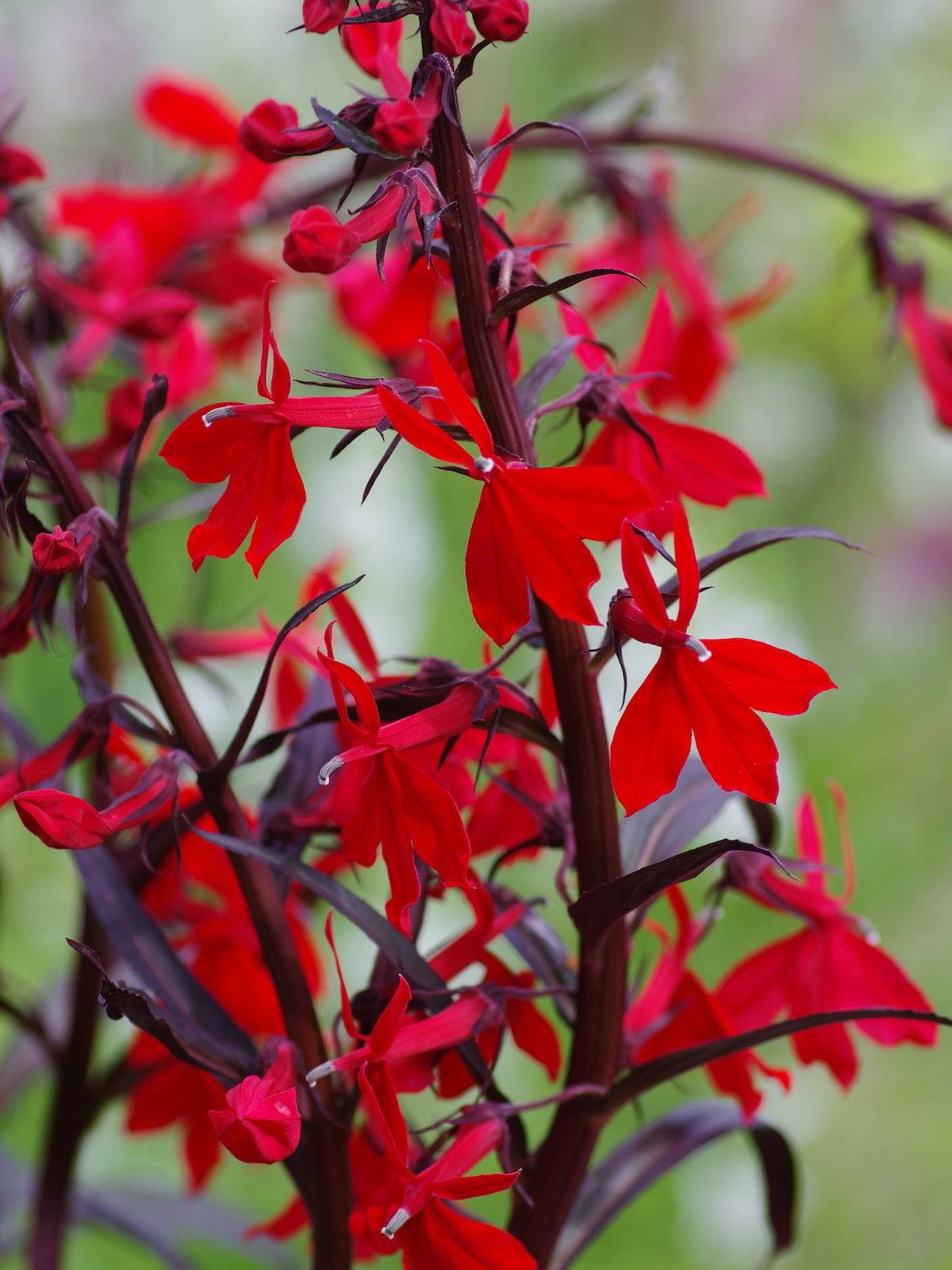 Native Gardeners Cardinal Flower - Thumbnail 2