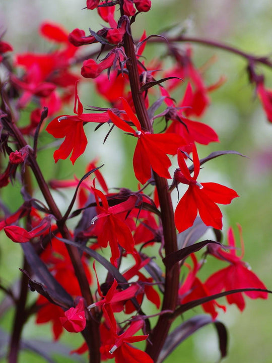 Cardinal Flower 'Queen Victoria' - Native Gardeners