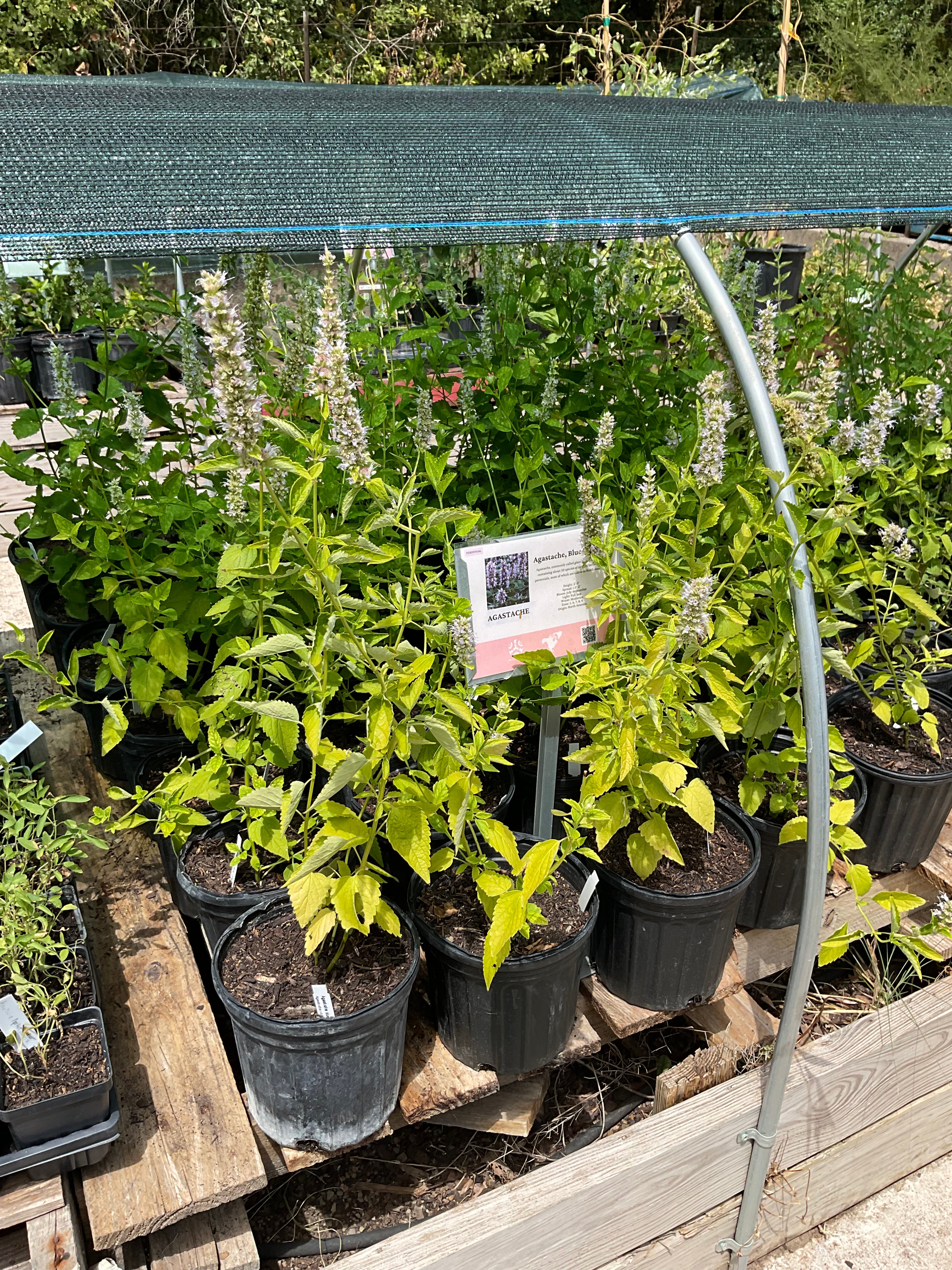 Agastache 'Blue Fortune' nursery