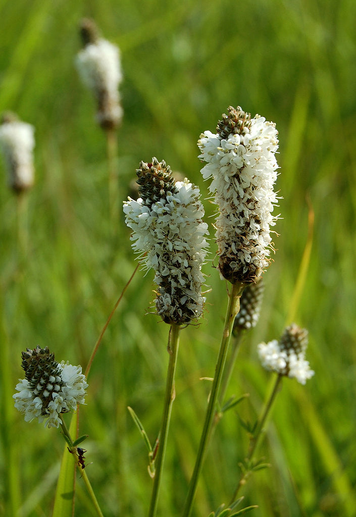 White Prairie Clover - Native Gardeners