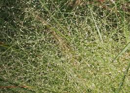 Blue Lovegrass - Native Gardeners