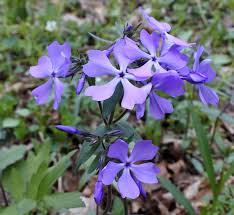 Woodland Phlox