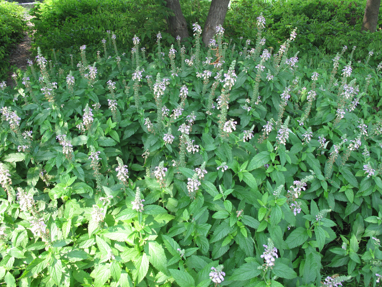 American Germander - Native Gardeners