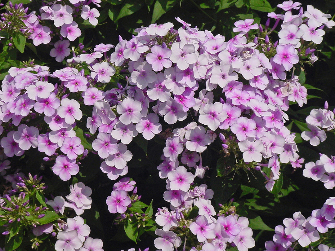 Garden Phlox 'John Fanick' - Native Gardeners
