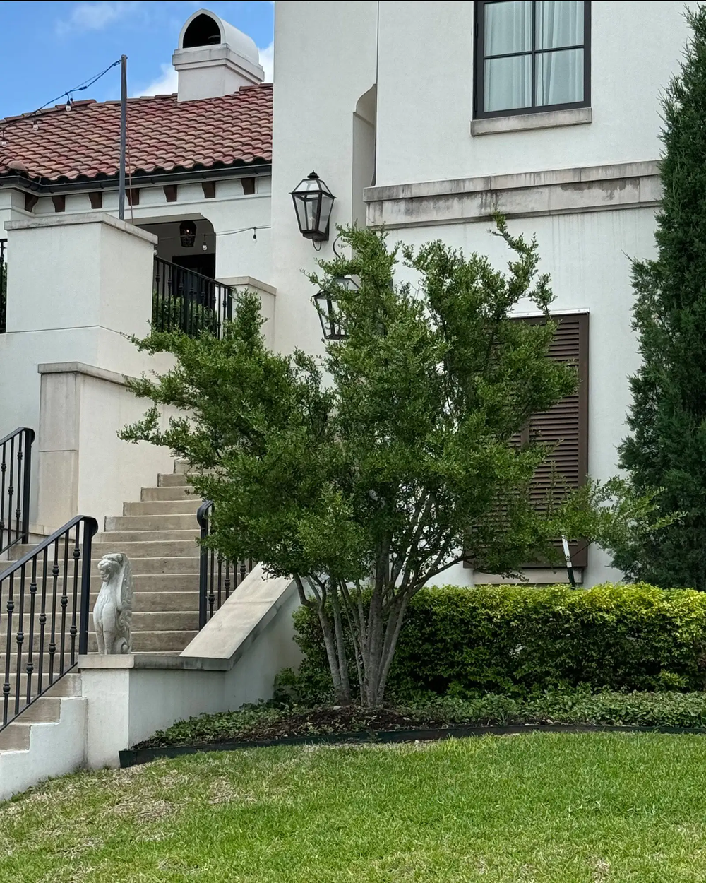 Yaupon Holly 'Pride of Houston'