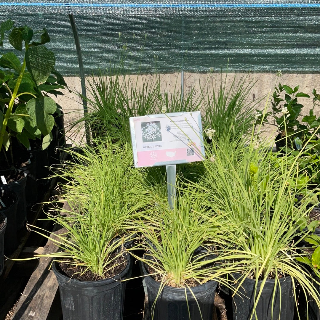 Garlic Chives