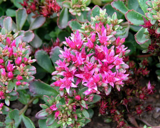 Dragon's Blood Sedum