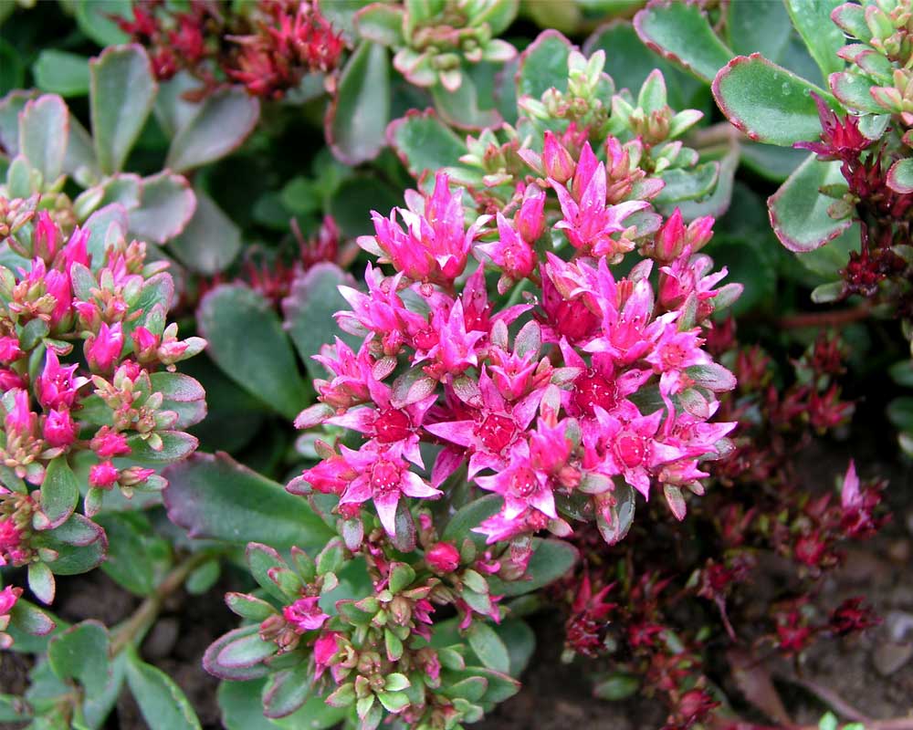 dragon's blood succulent care Dragon's Blood Sedum – Native Gardeners