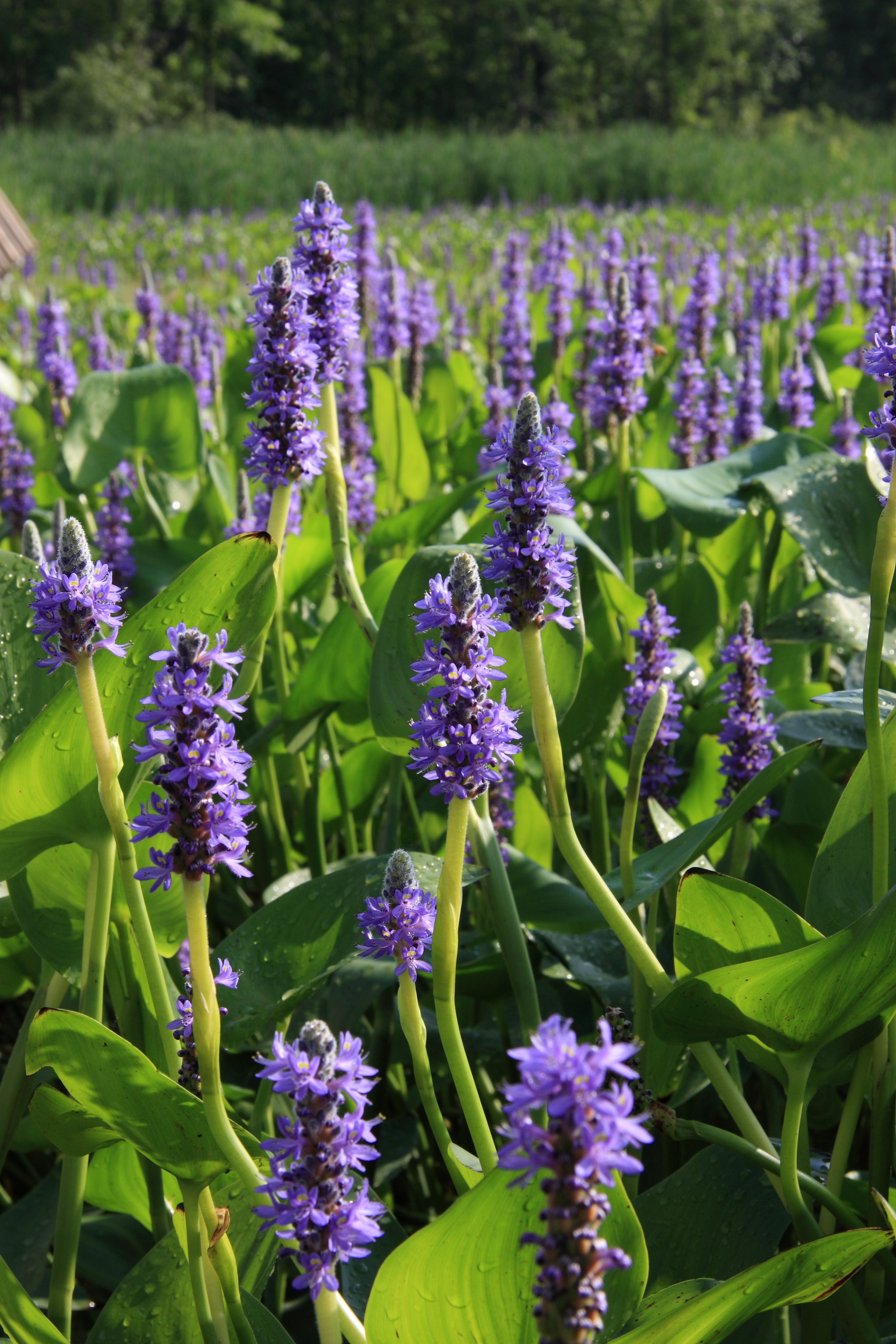 Pickerelweed - Native Gardeners