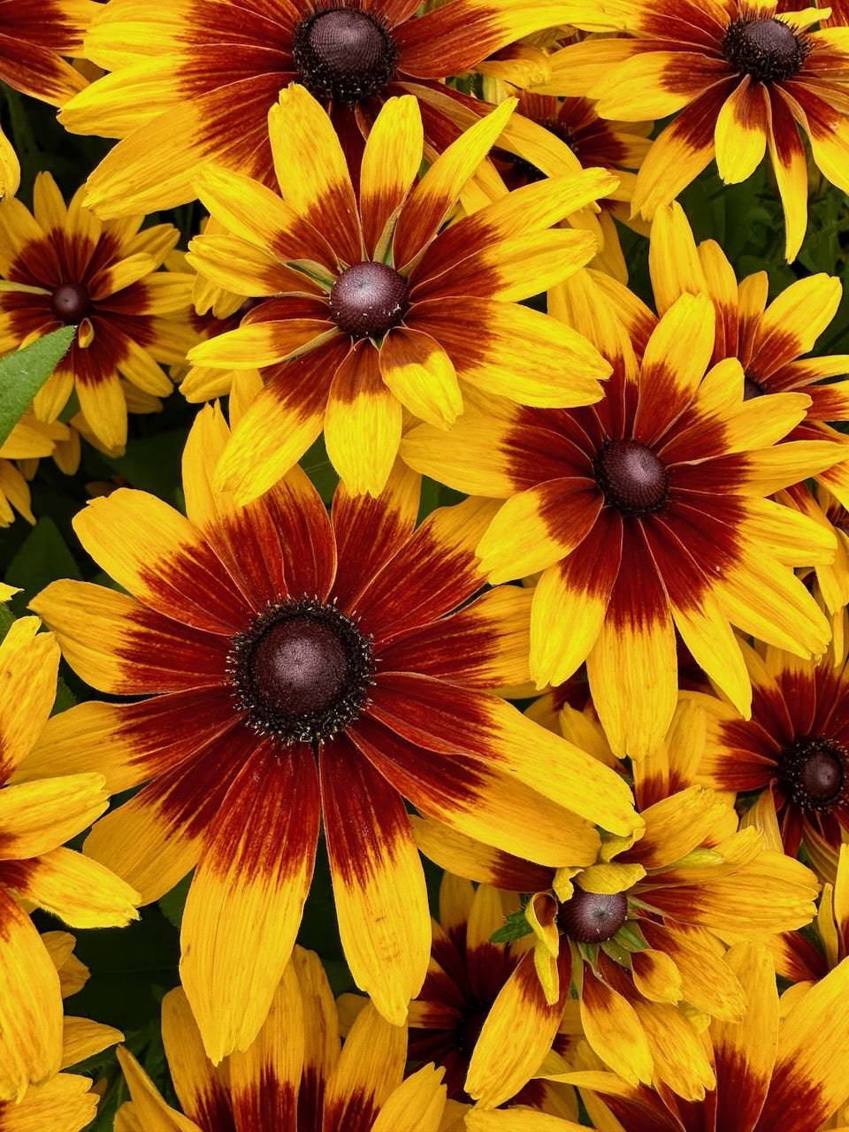 Rudbeckia 'Minibeckia Flame' - Native Gardeners