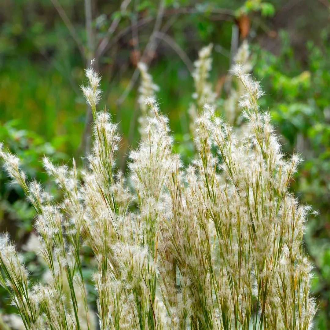 Bushy Bluestem