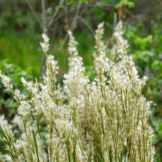 Bushy Bluestem - Native Gardeners