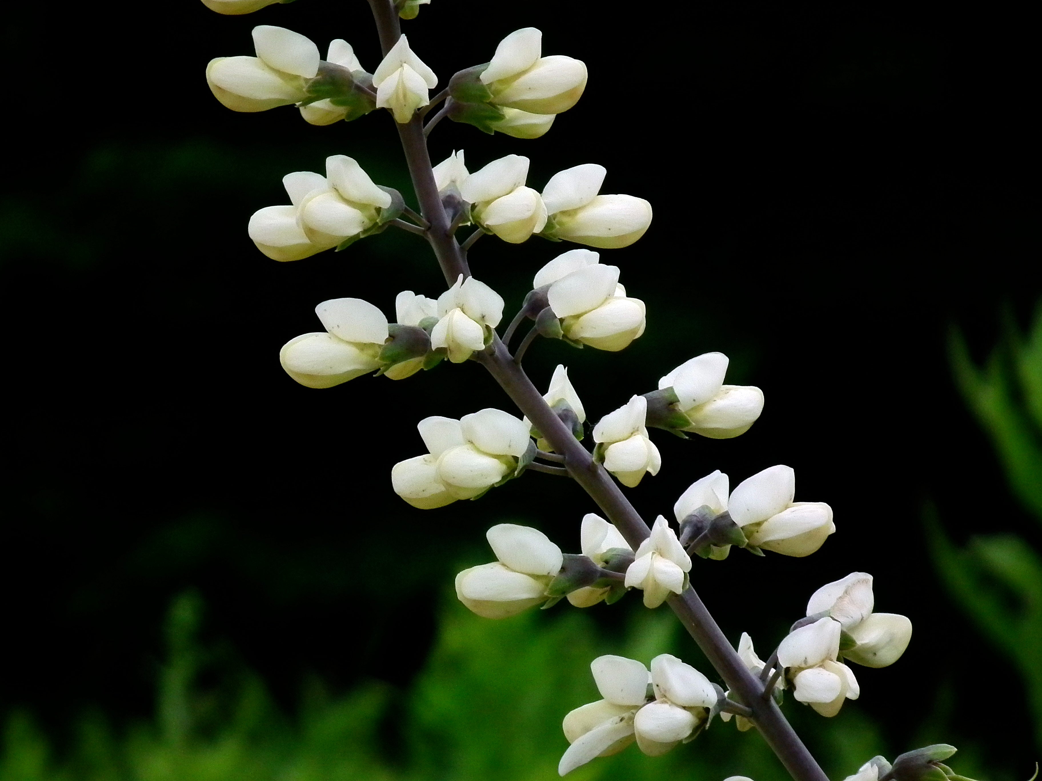 White Wild Indigo - Native Gardeners
