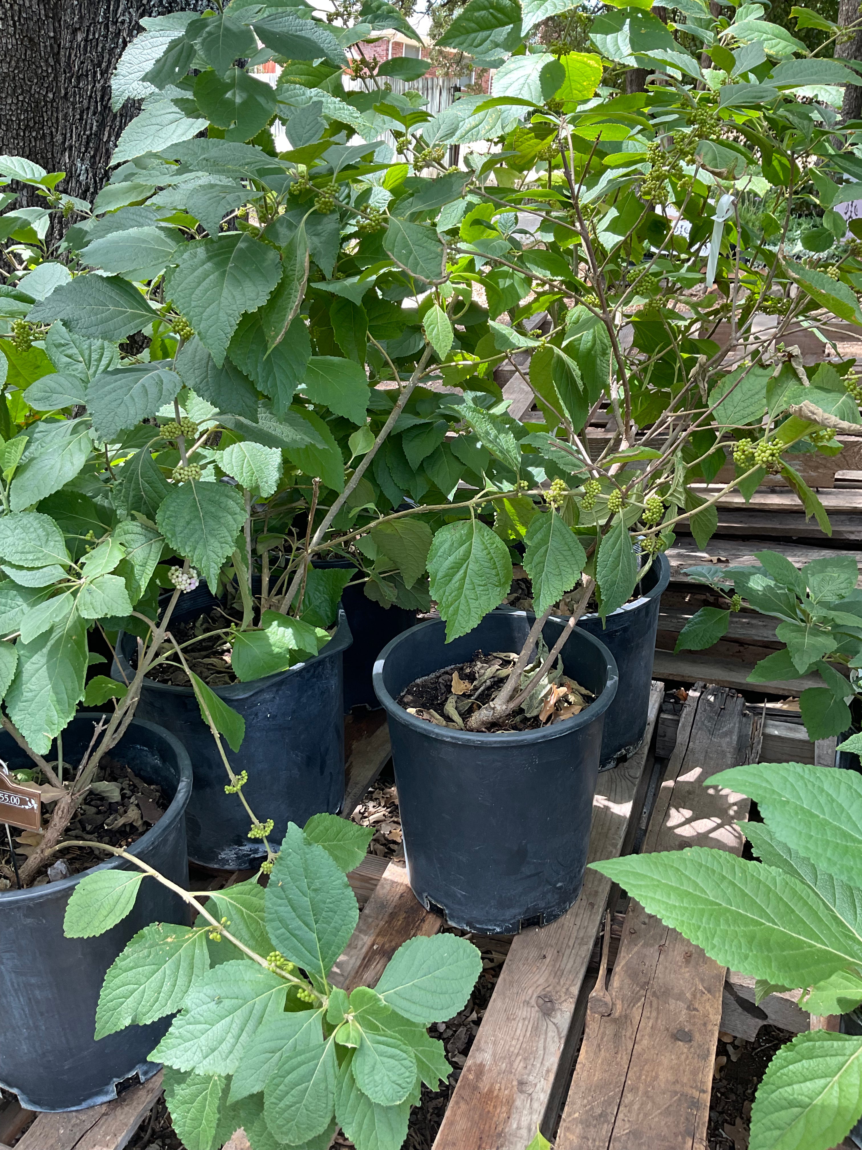 American Beautyberry 