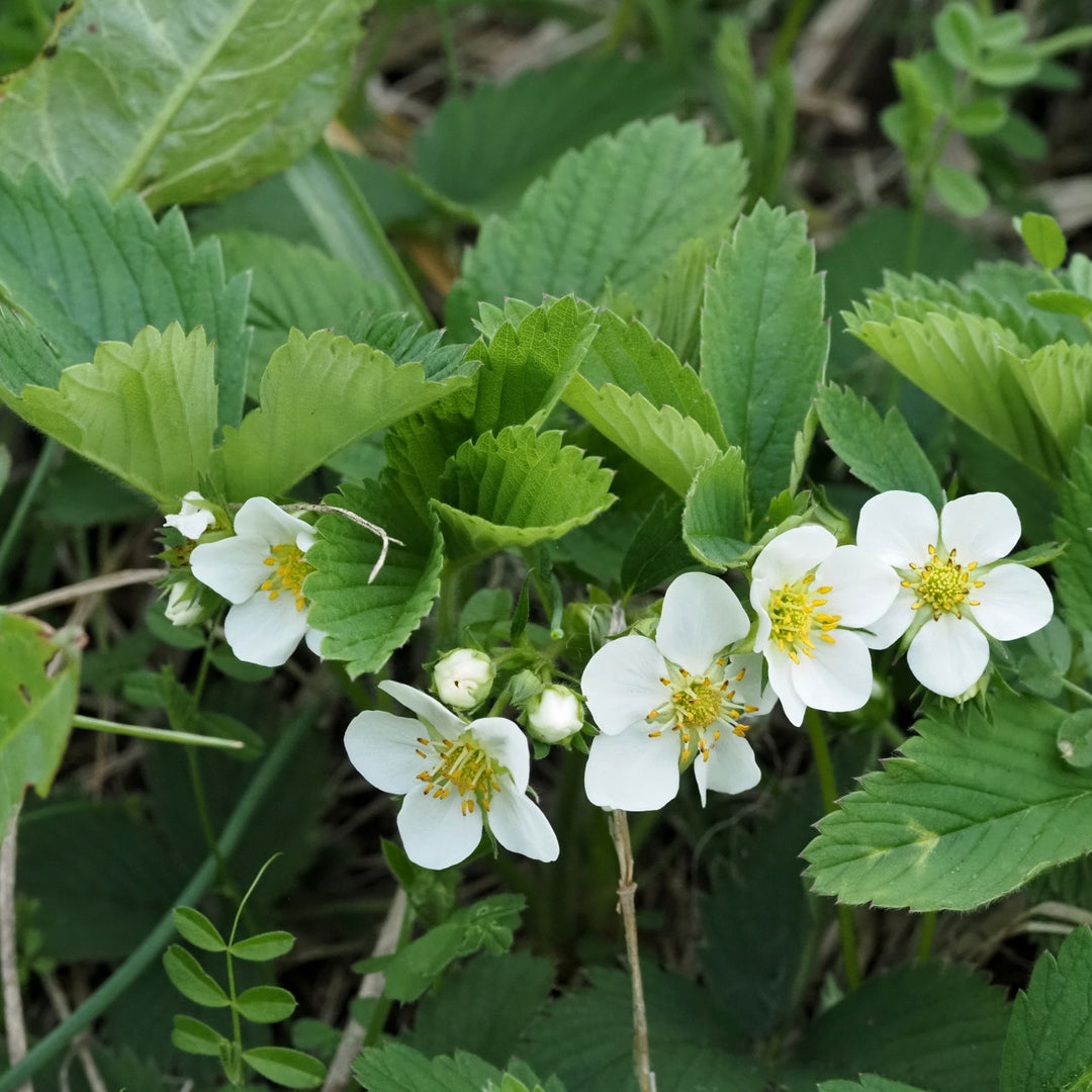 wild strawberry herbicide Wild Strawberry