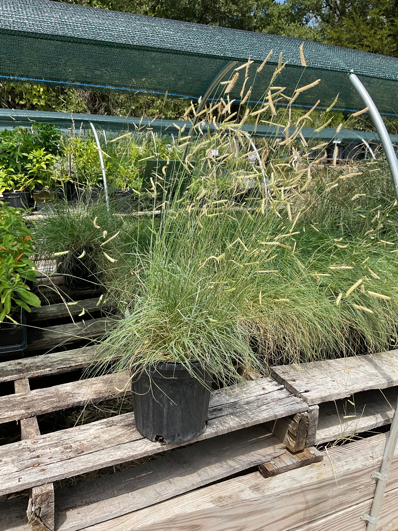 planting blue grama grass seed Blue Grama