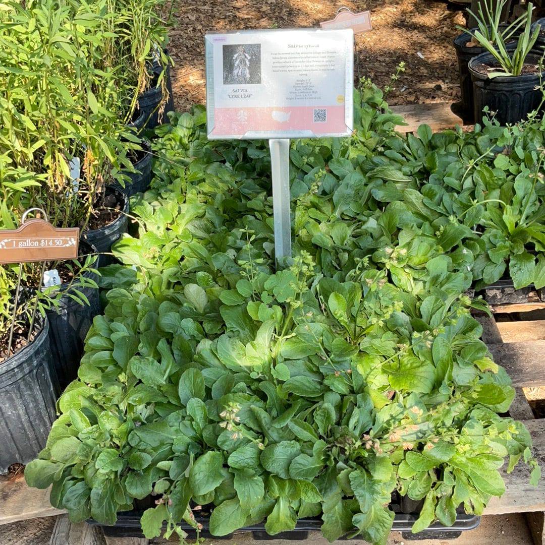 sage plant potted Lyreleaf Sage – Native Gardeners