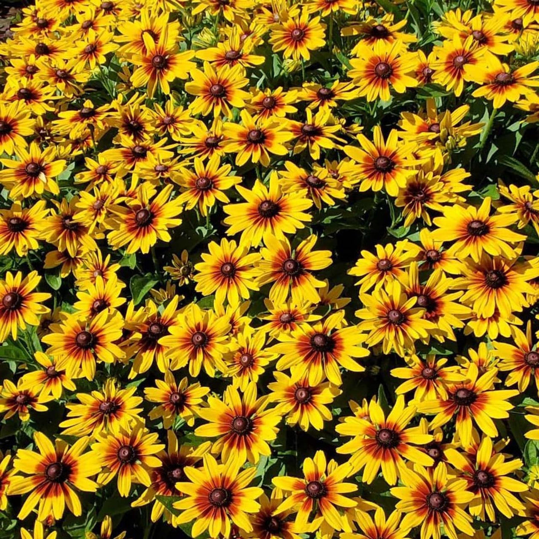 Rudbeckia 'Minibeckia Flame' - Native Gardeners