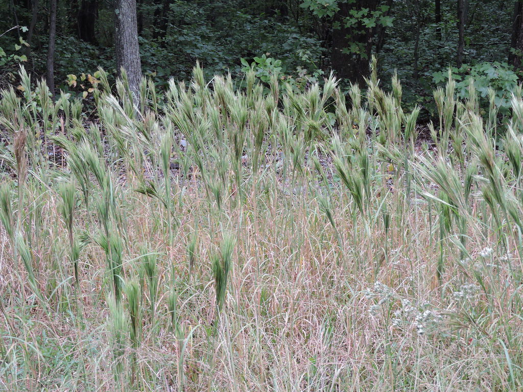 Bushy Bluestem