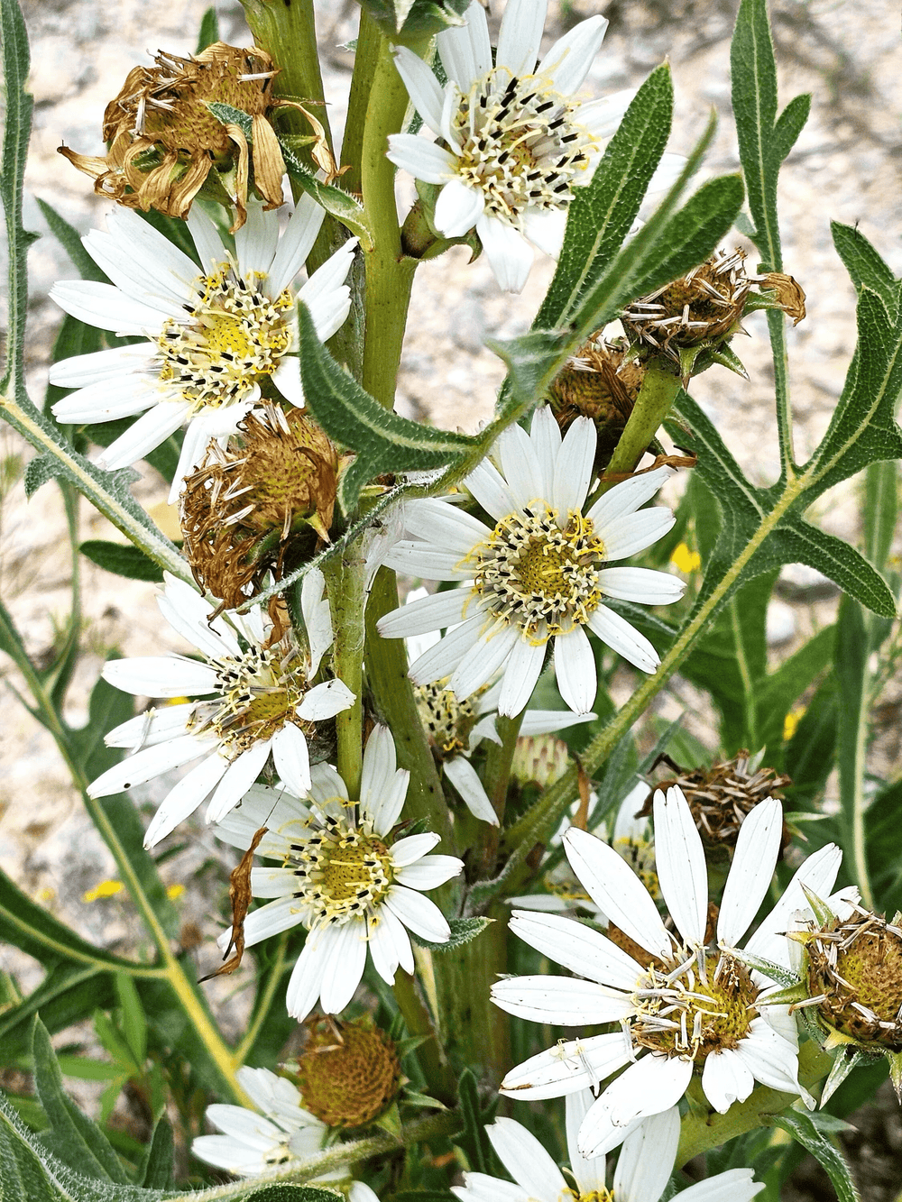 White Rosinweed - Native Gardeners