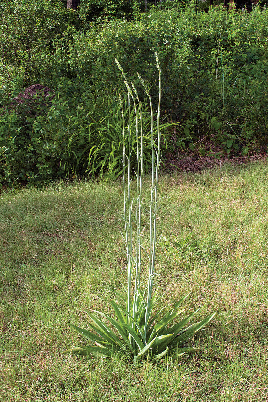 False Aloe - Native Gardeners