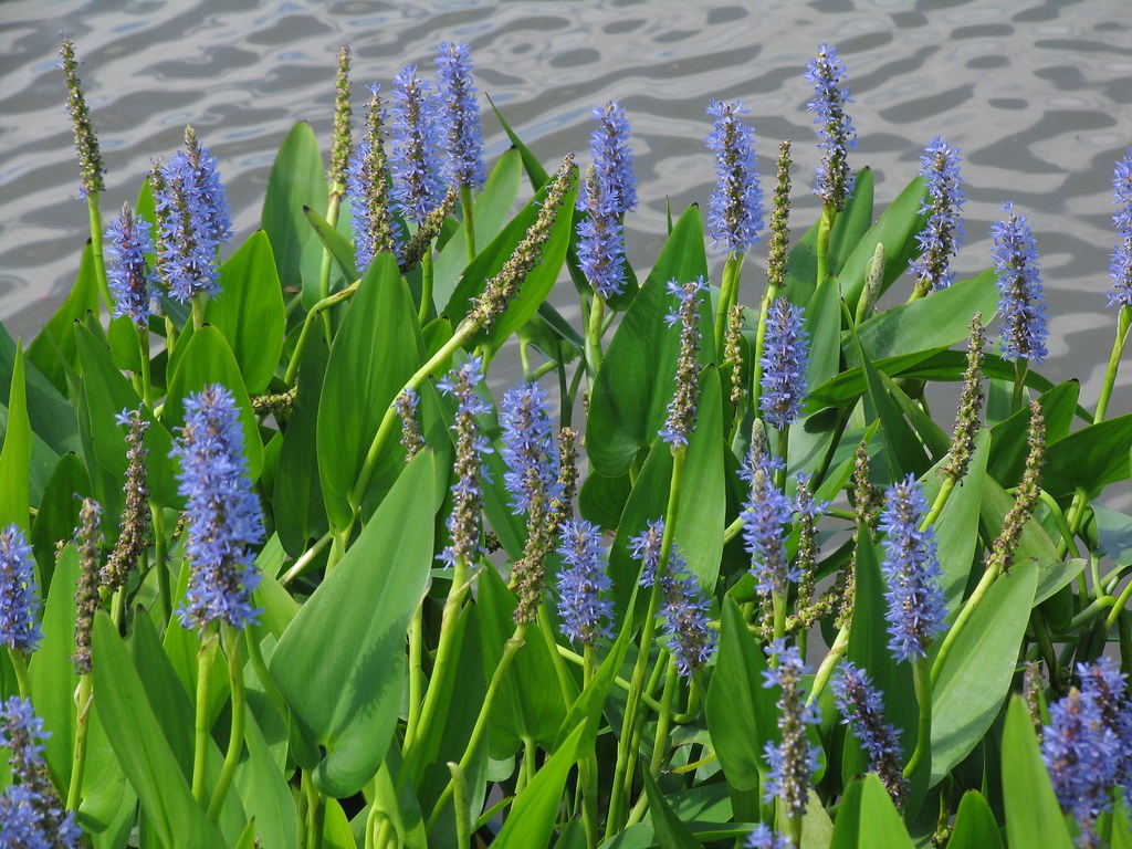 Native Gardeners Pickerelweed - Thumbnail 3