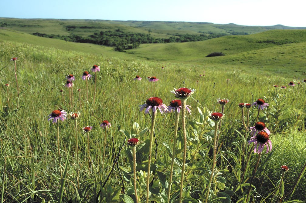 Narrow-leaved Coneflower - Native Gardeners