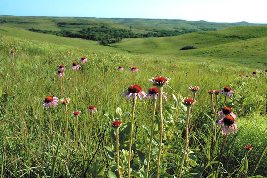 Narrow-leaved Coneflower - Native Gardeners
