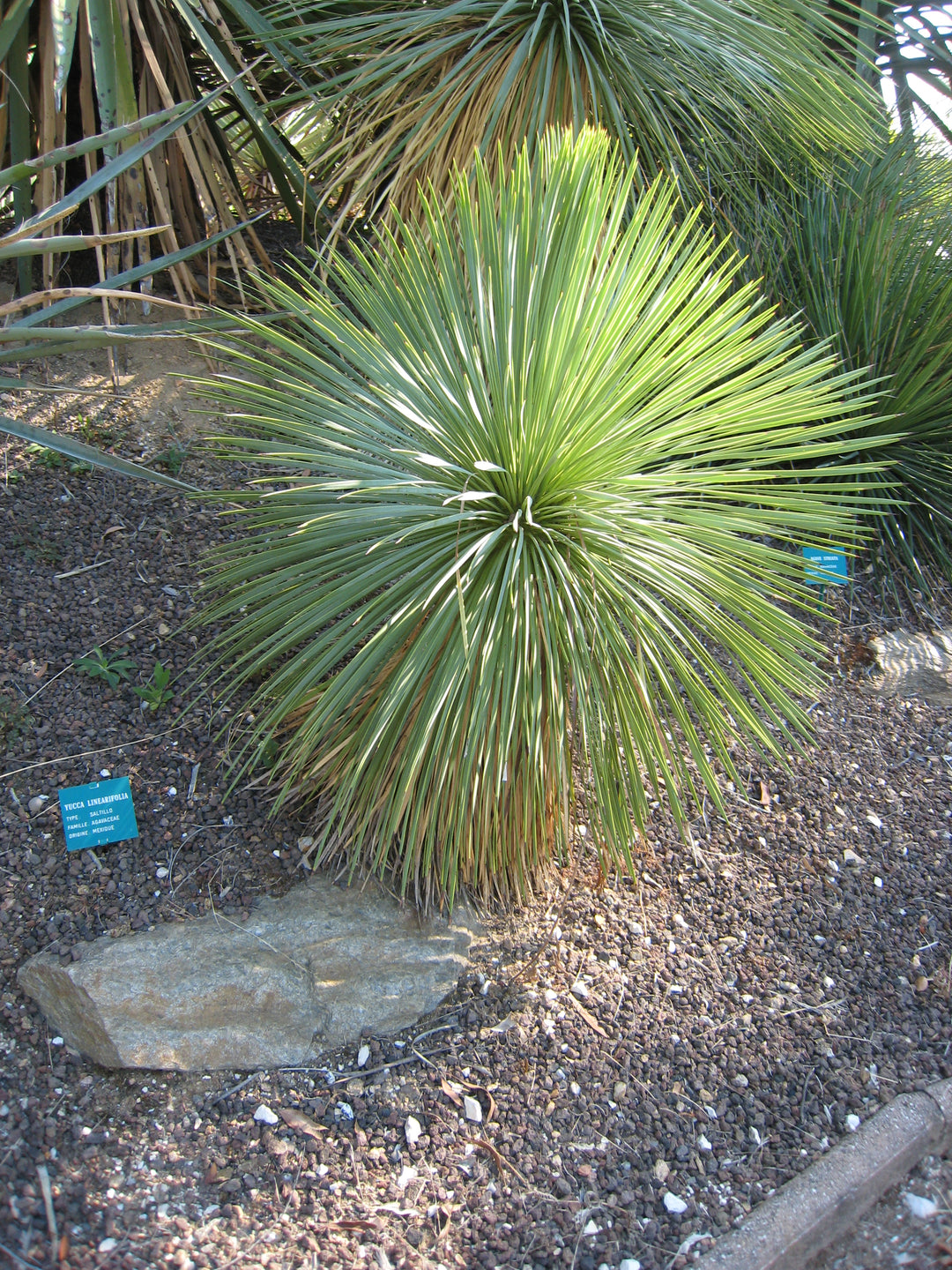 Linear Leaf Yucca - Native Gardeners