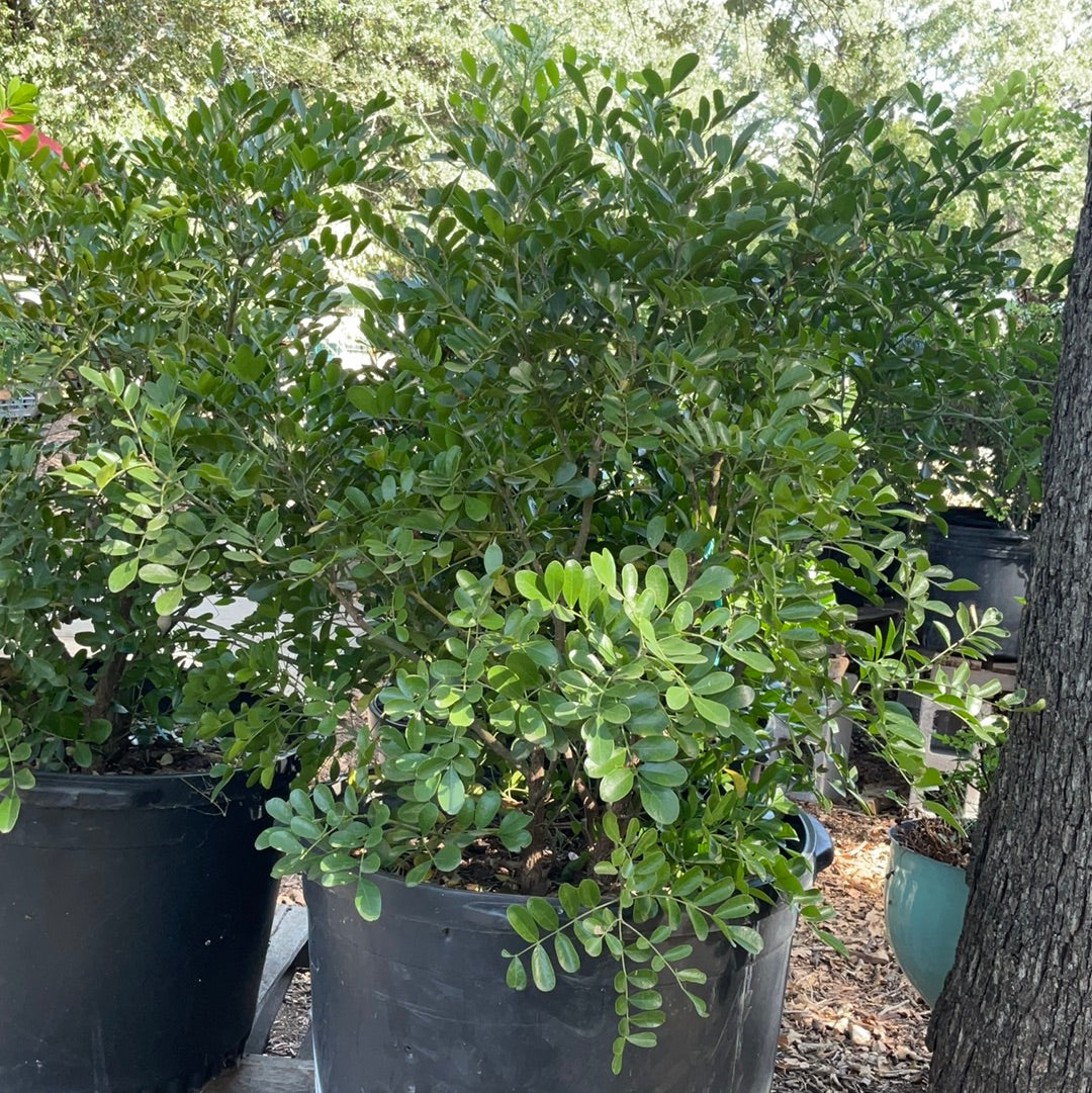 Texas Mountain Laurel