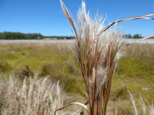 Bushy Bluestem - Native Gardeners