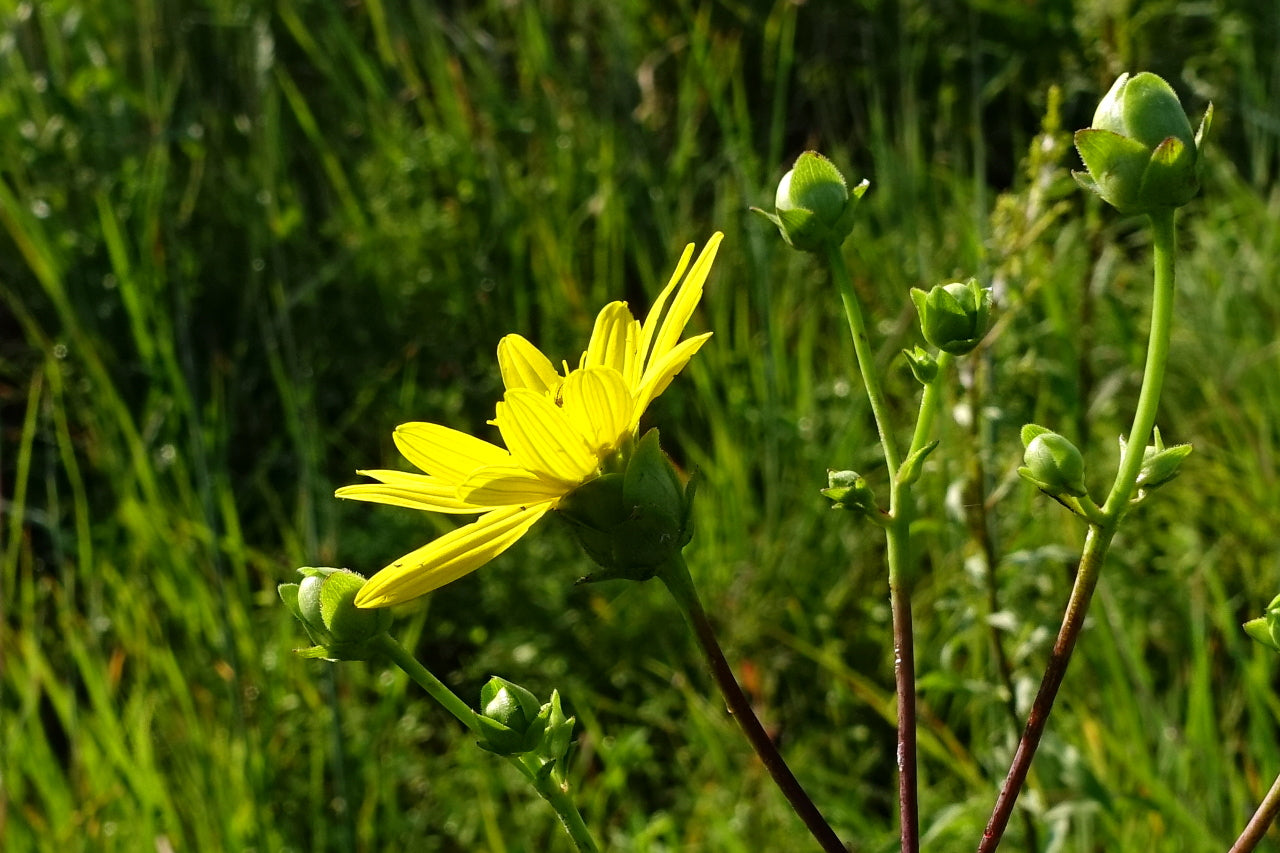 Starry Rosinweed - Native Gardeners