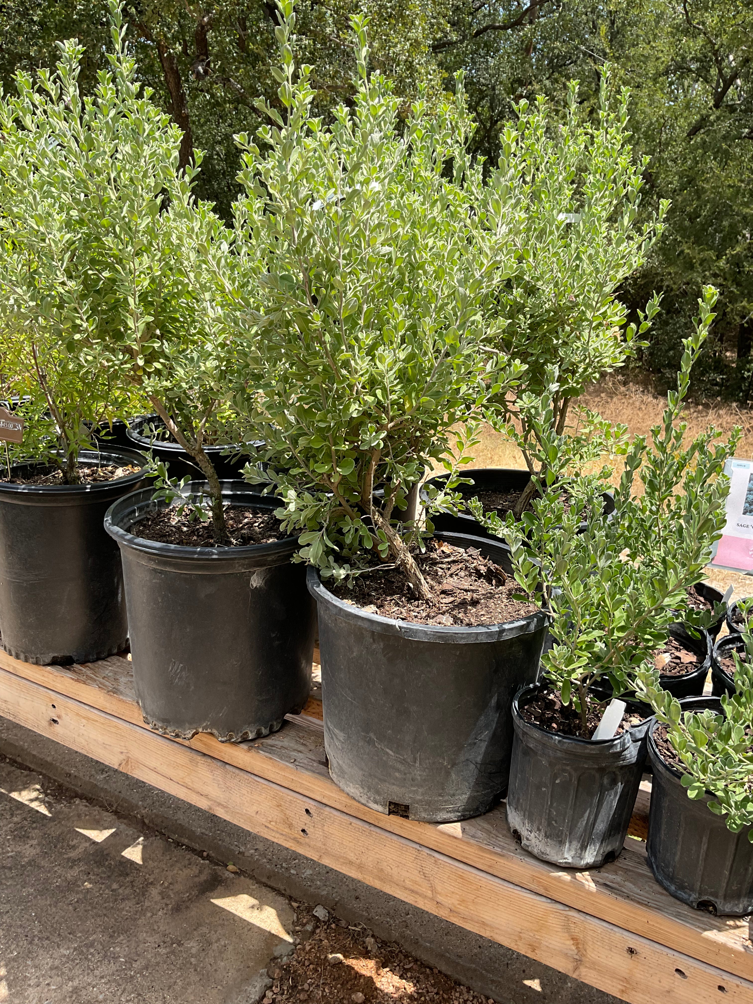 Texas Sage 'Green Cloud'