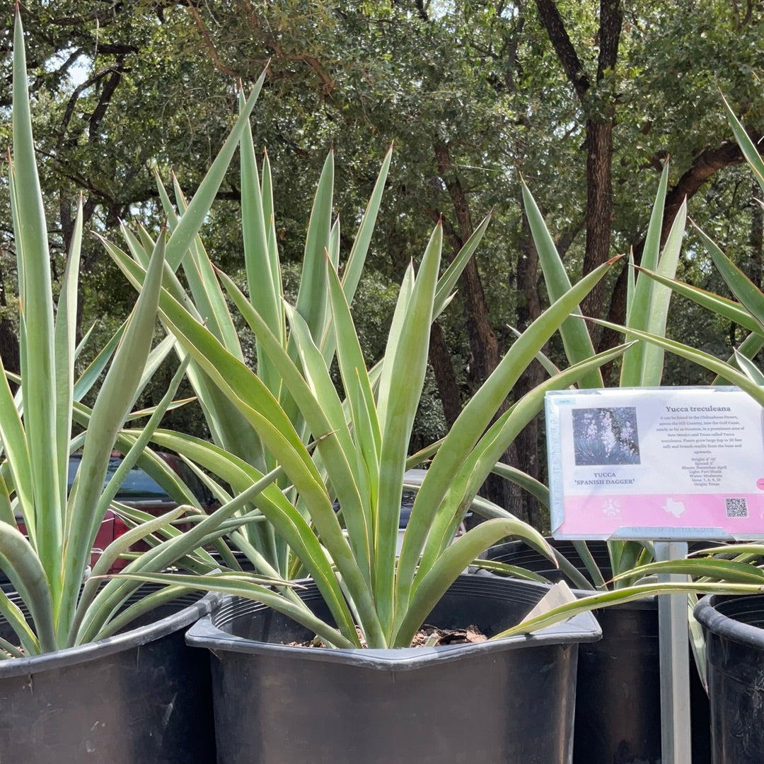 Yucca 'Spanish Dagger'