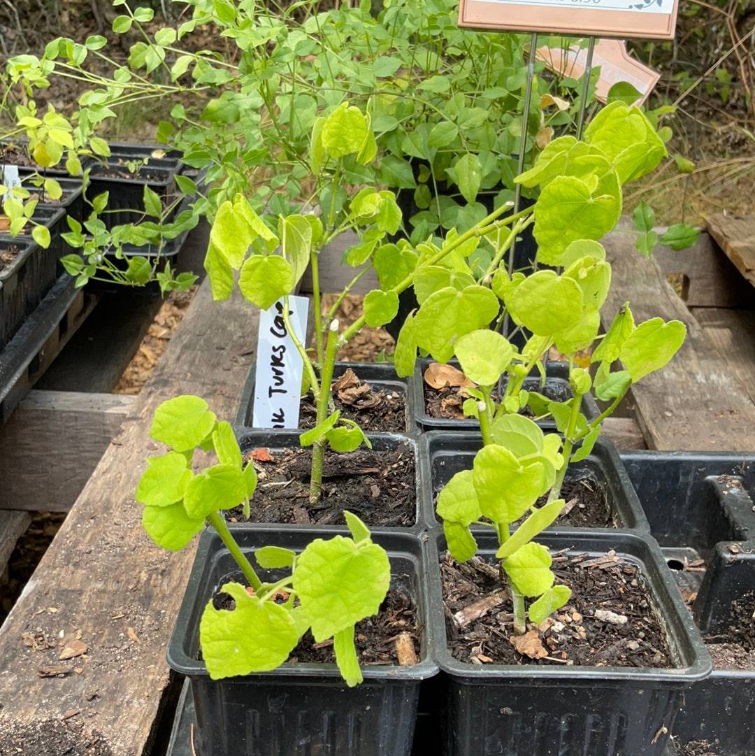 Native Turk Cap Turk's Cap 'Pink' – Native Gardeners