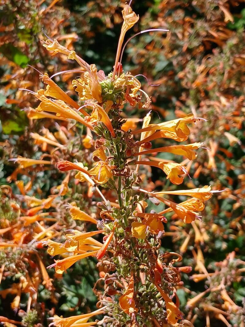 Apricot Sunrise Agastache