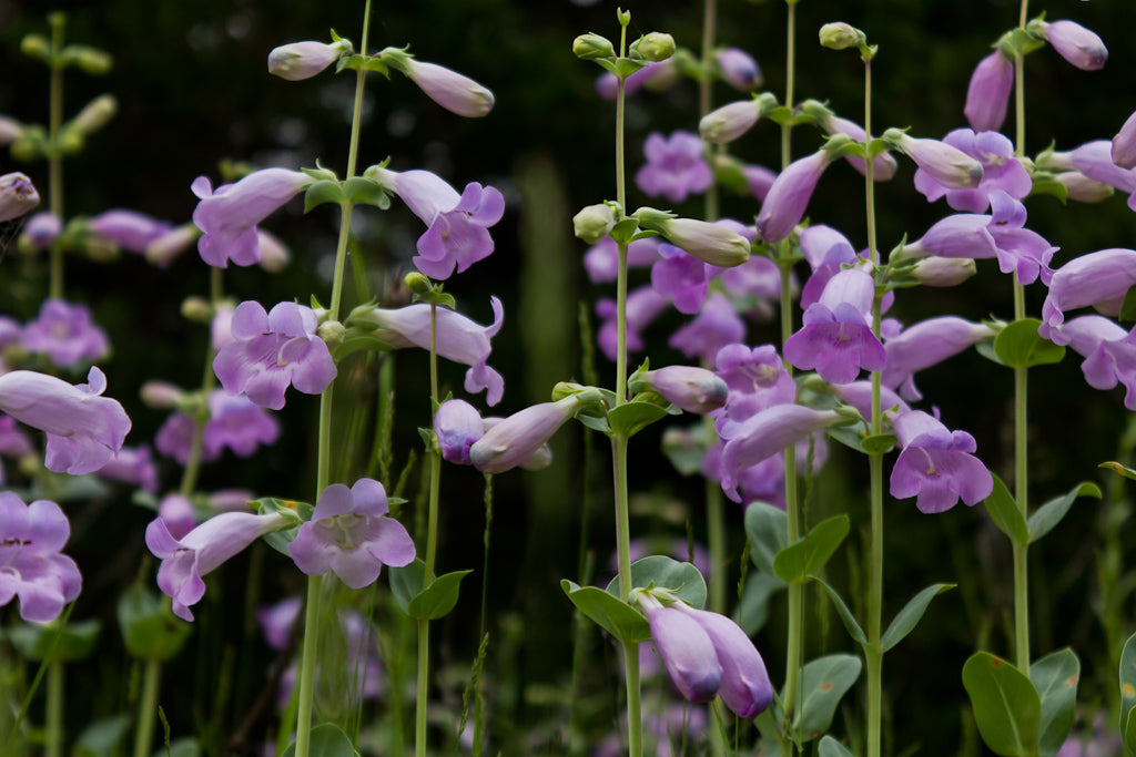 Large Flowered Beardtongue - Native Gardeners