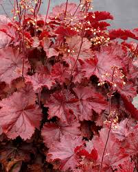 Northern Exposure Red Heuchera